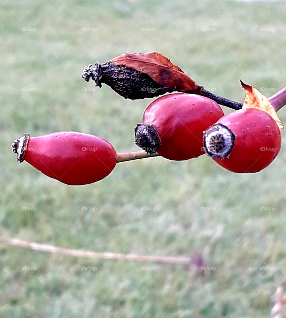 red fruits of a wild rose in autumn garden