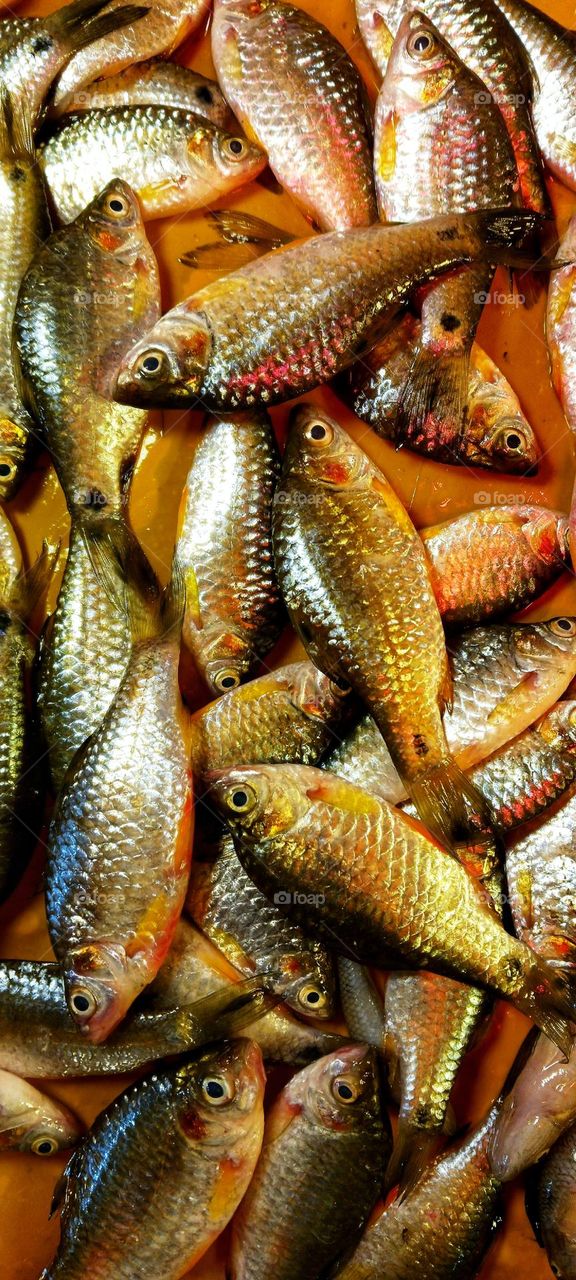 Olive barb: Puntius sarana fish