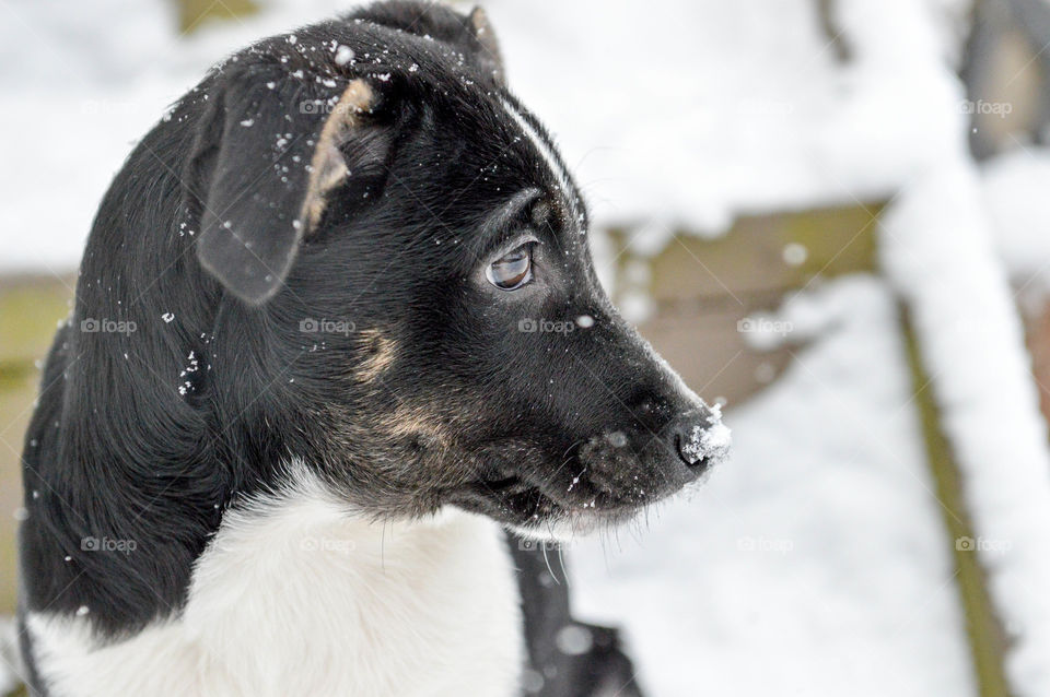 Profile of a young mixed breed terrier puppy with a snowflake on his nose outdoors in the winter