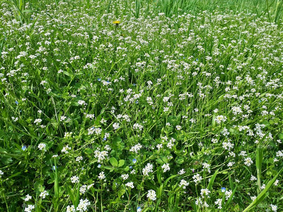 A grass in April with many small white flowers