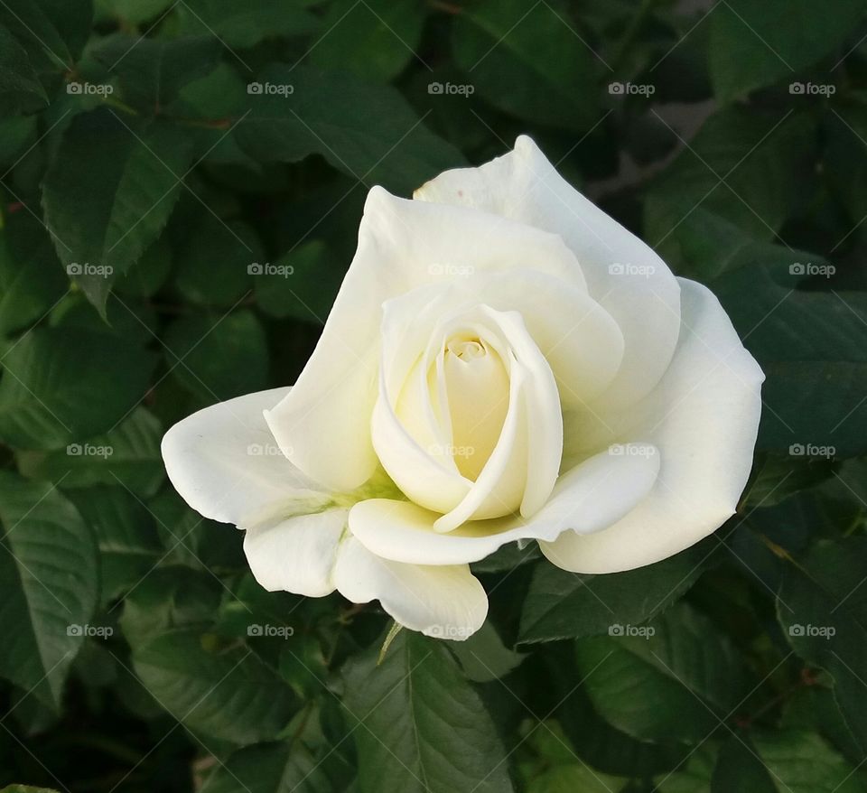 I only give you splandide white roses..!!!