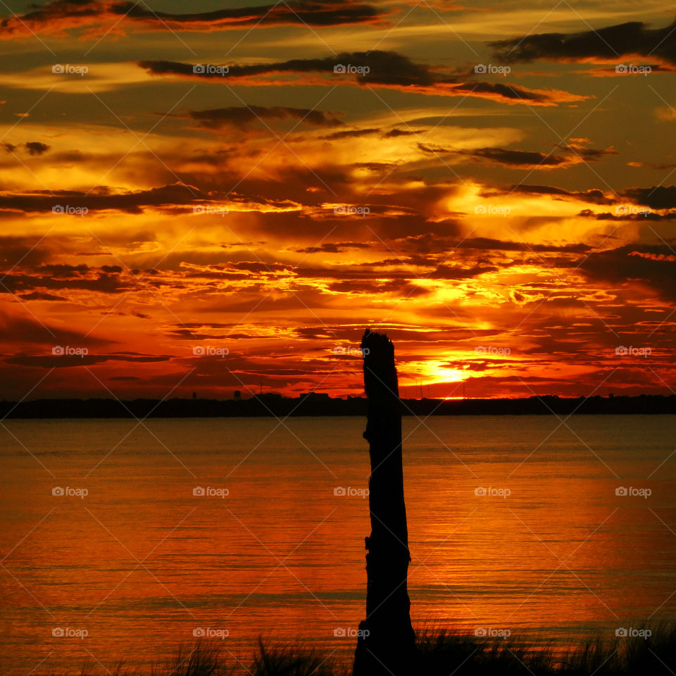 Silhouette of tree trunk near sea