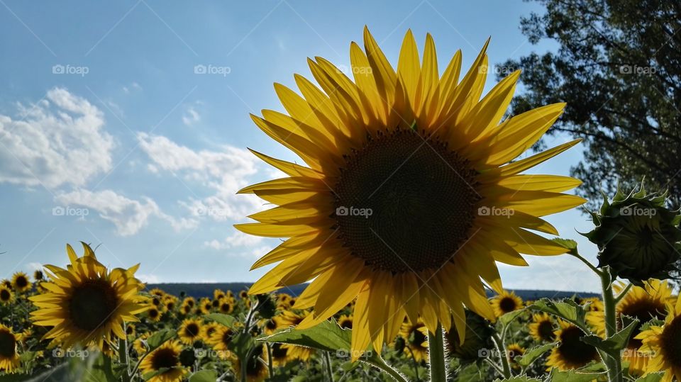 Sunflowers