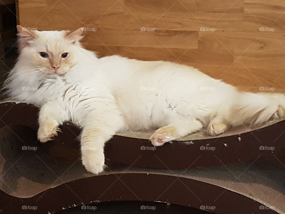 white fluffy cat relaxing