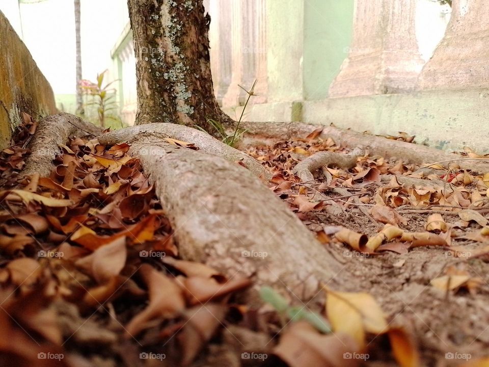 root of tree and falled leaves