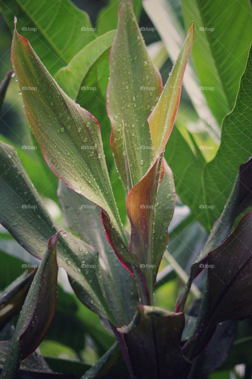 Long leaf ornamental plant.