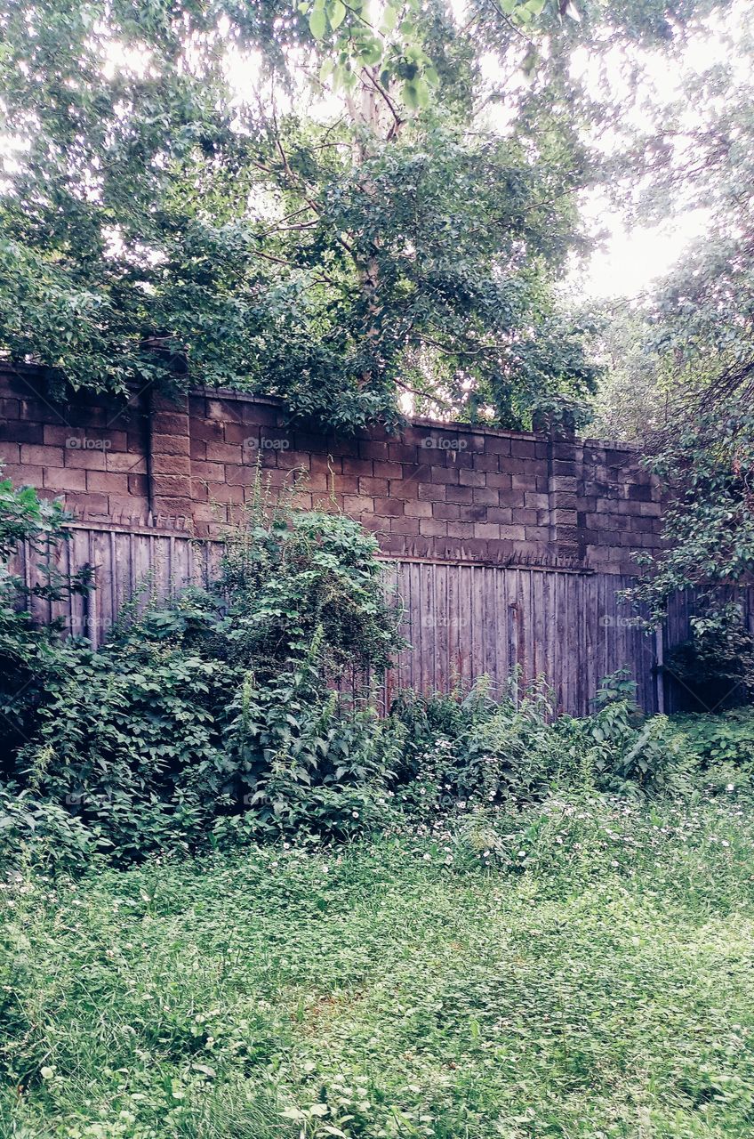 Neighborhoods of the backyard in the summer, the old fence and beautiful greenery around
