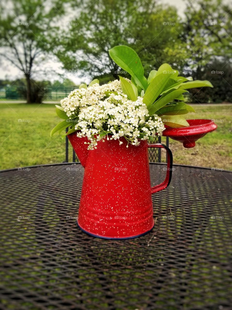 Red Campfire Coffee Pot being used as a Vase for Red Tipped Photinia Flowers Outside on a Wrought Iron Table