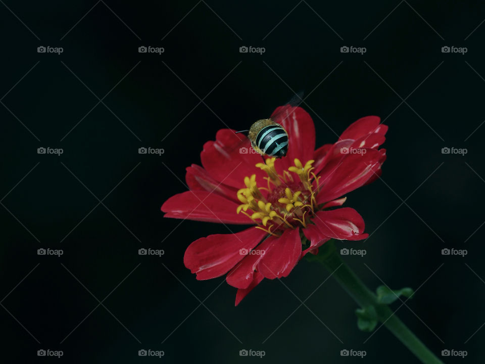 Red flower and a fly.