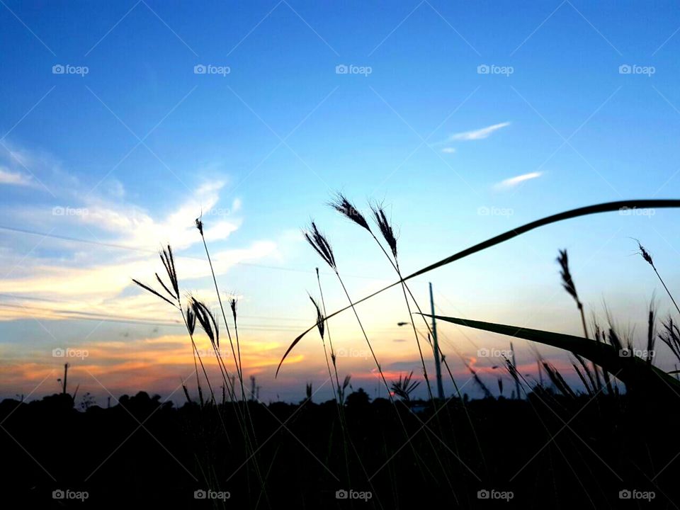 Wildflower Silhouette