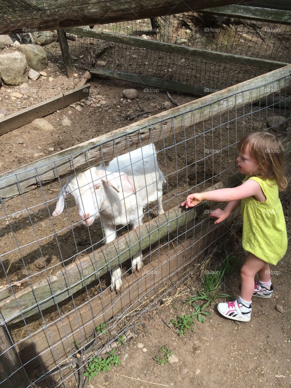 Goat, farm, Down syndrome