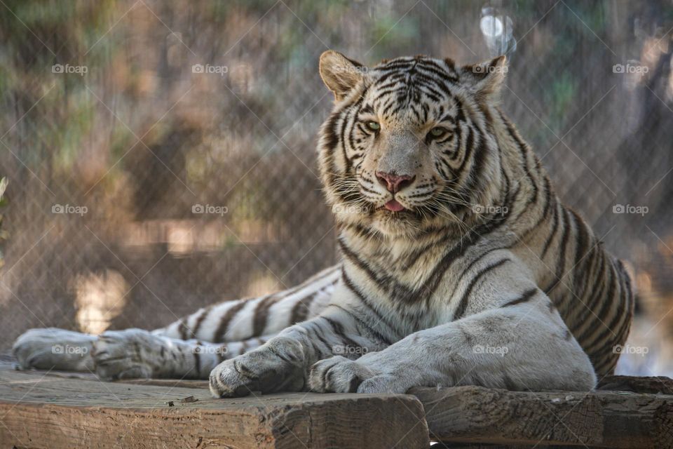 A white tiger sizes up the human taking its picture