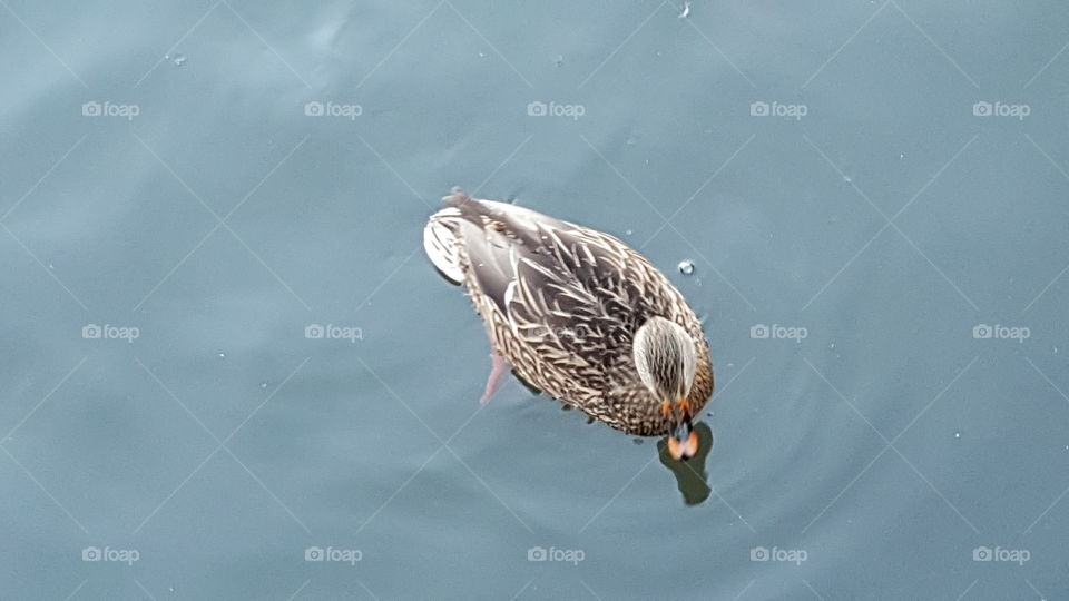 mallard or female duck