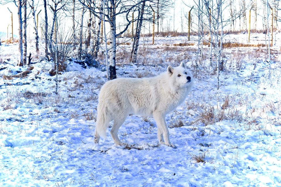White Wolfdog