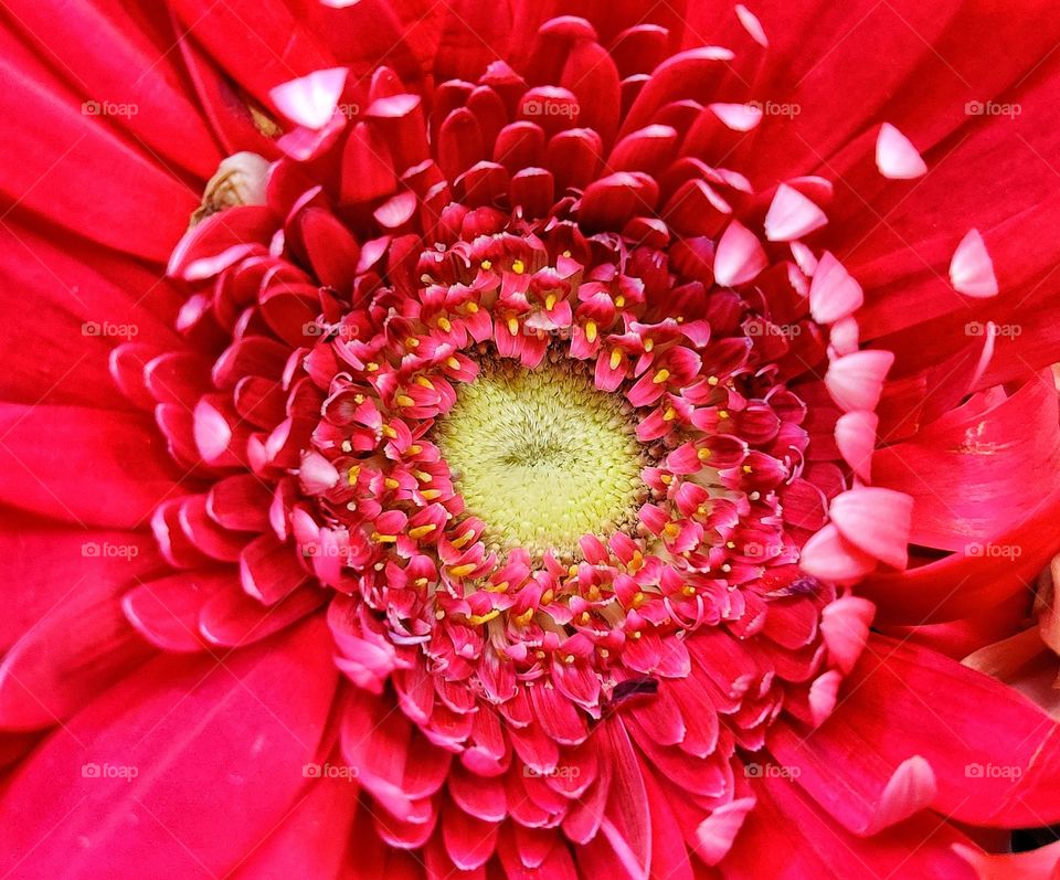 Red flower