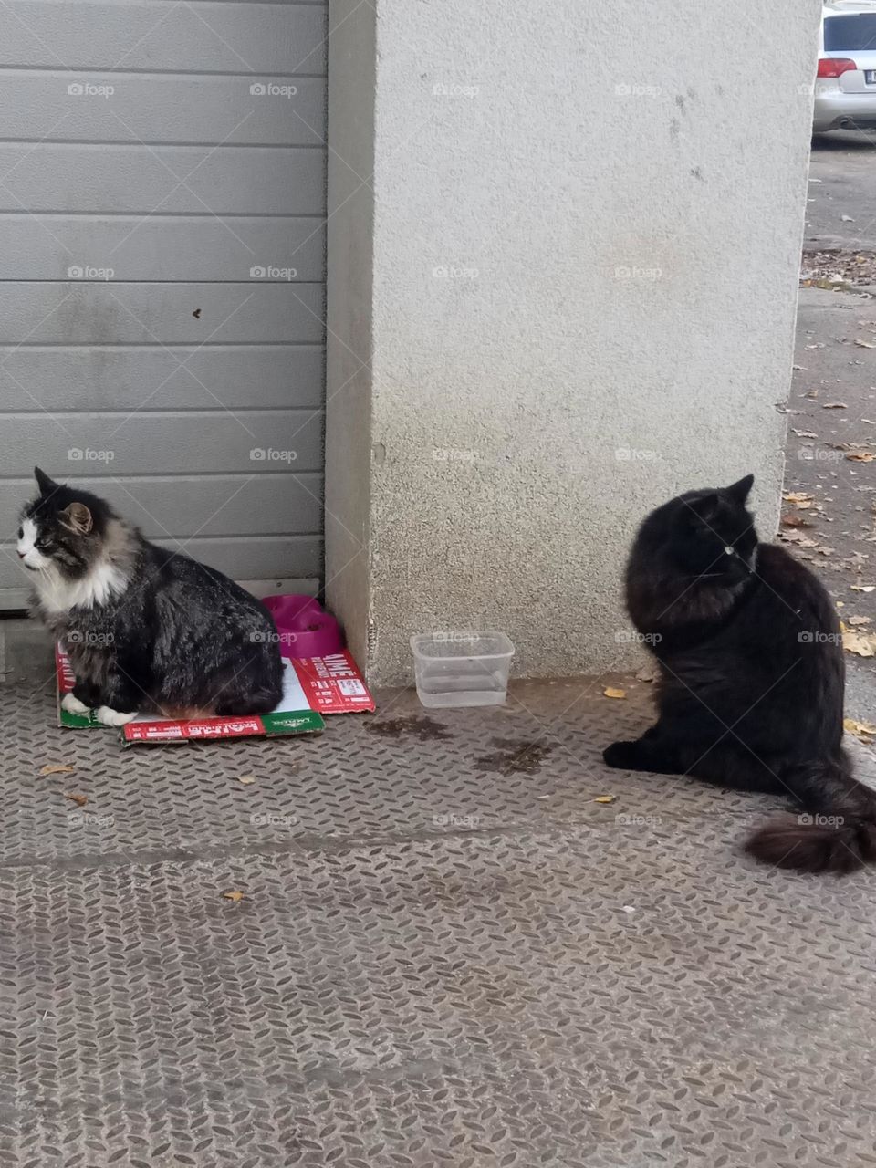 Two friends at lunch