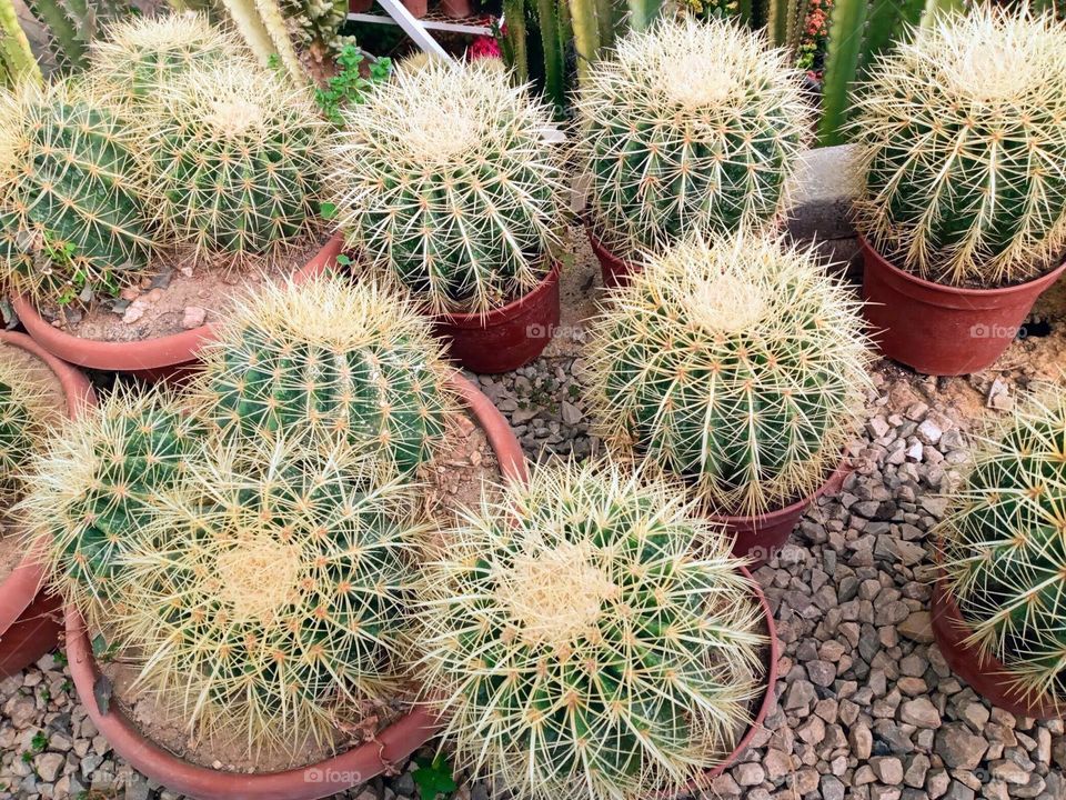 Cactus