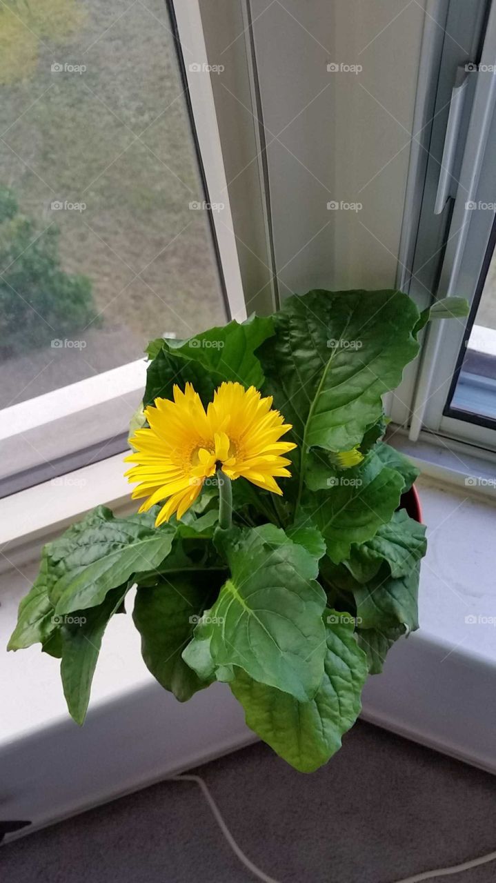 Siamese Twins Conjoined Yellow Flower