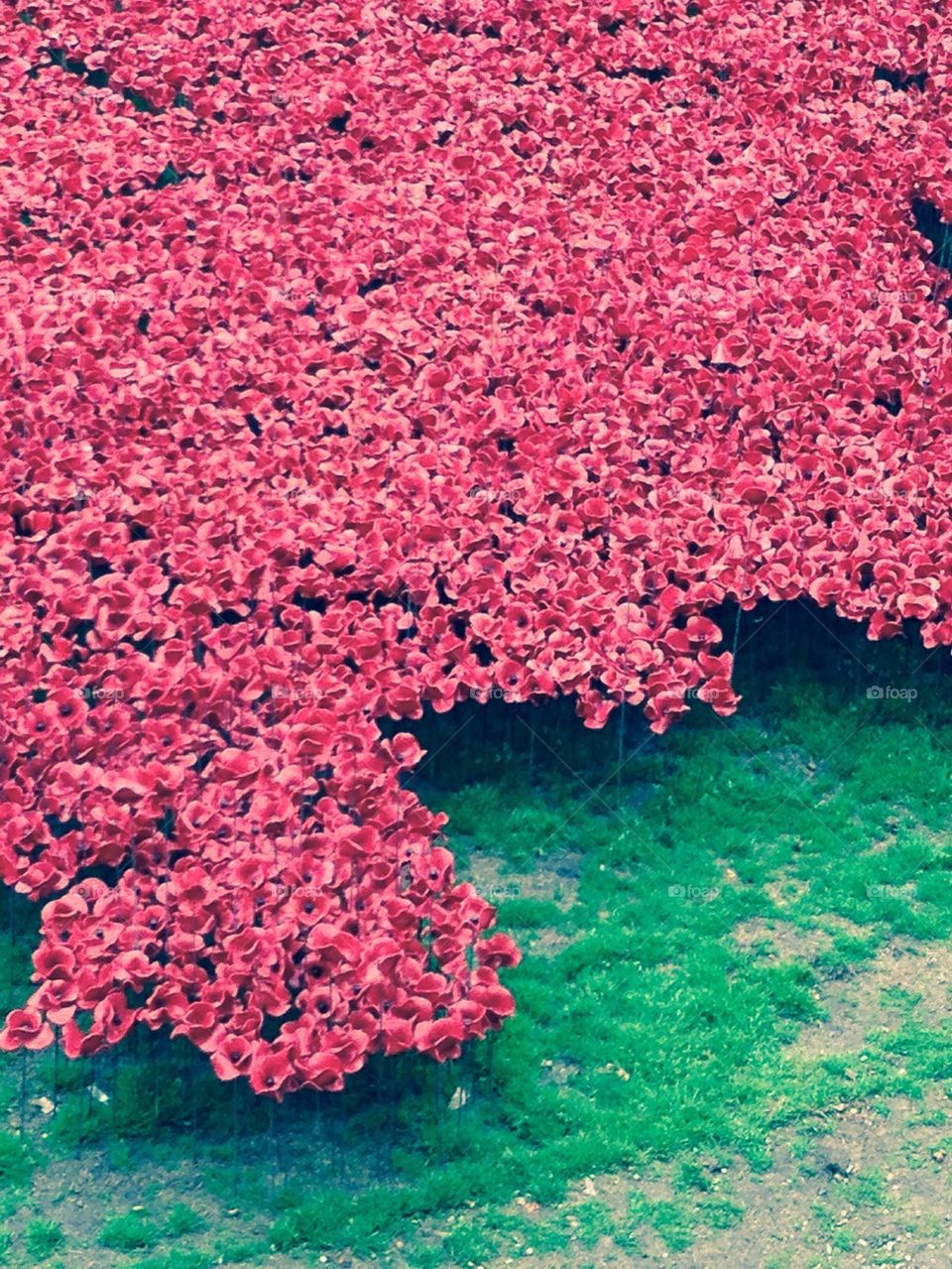 Poppies at the Tower