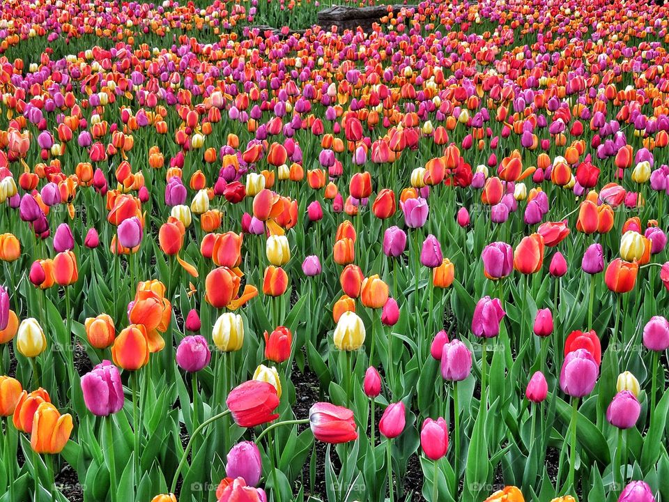 Tulips Montreal Botanical Gardens 