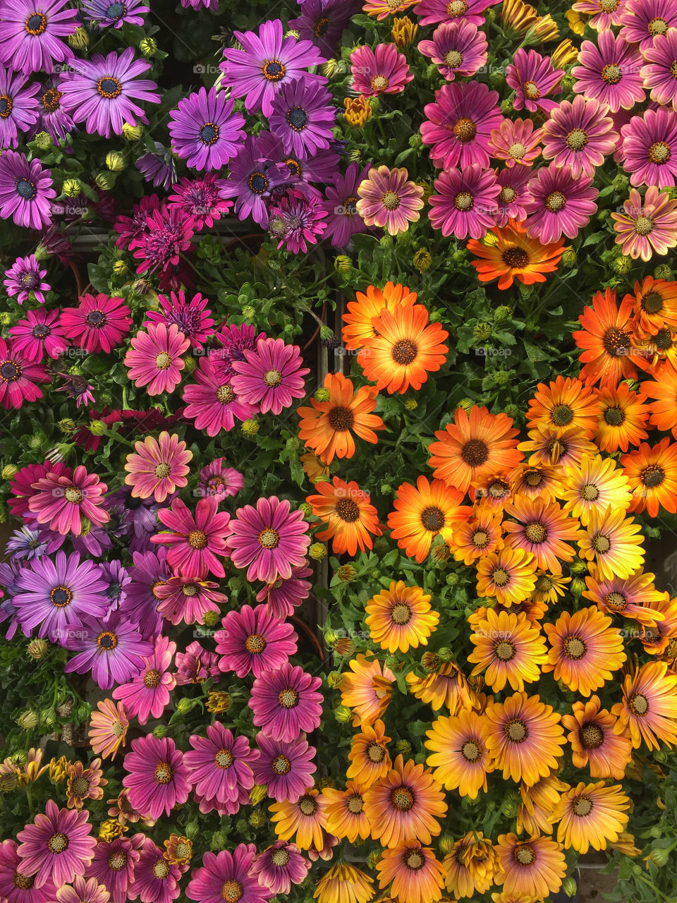 Flower, Floral, Nature, Summer, Flora