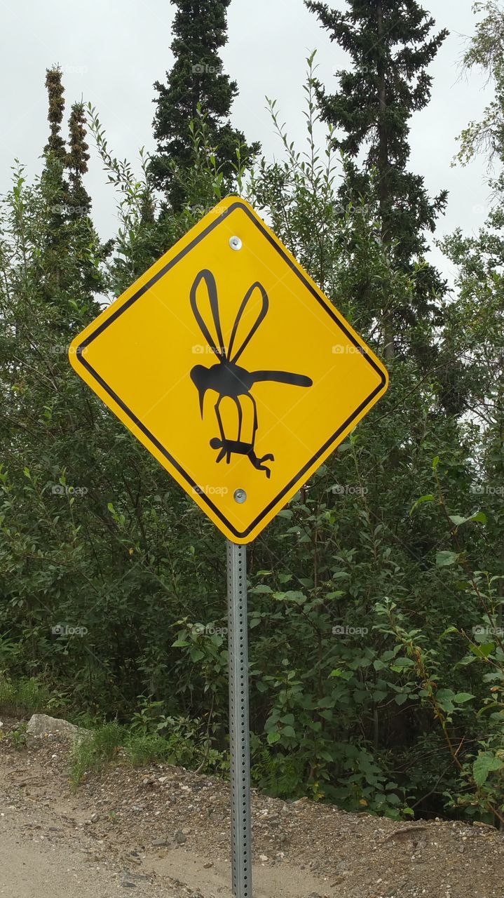 Giant Mosquitos