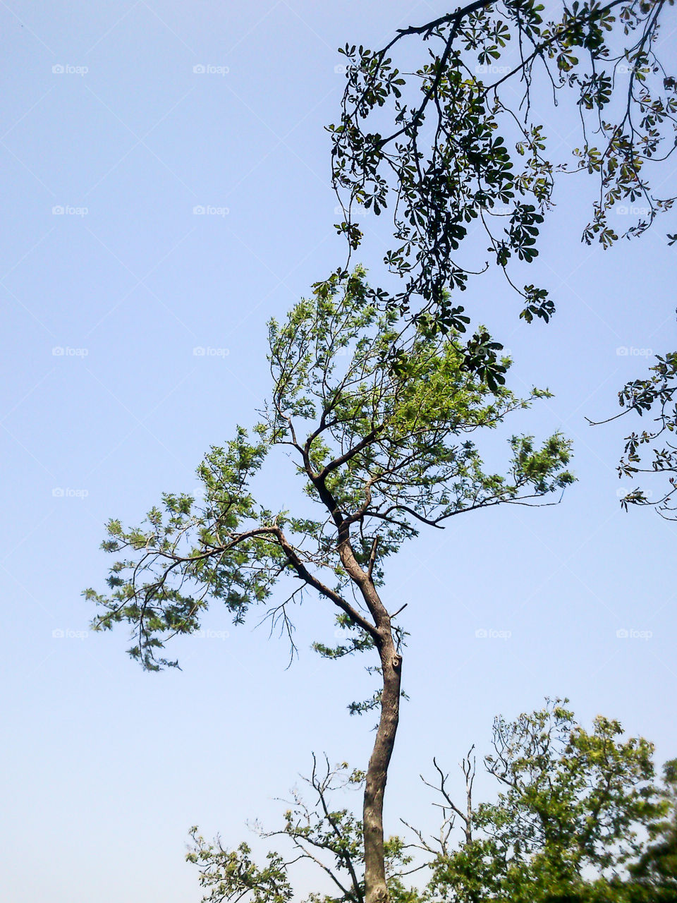 Strange tree