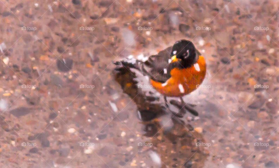 Bird in the rain 