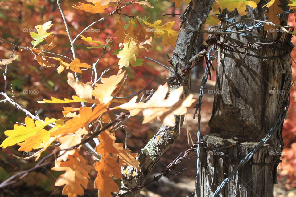 Autumn leaves on a barbed wire fence