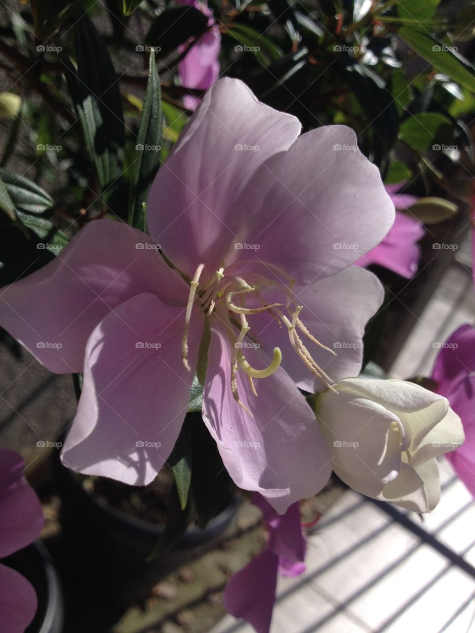 White flower