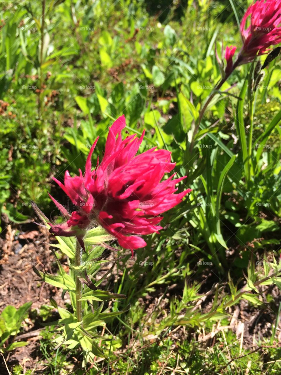Indian Paintbrush flower at Mt Rainier National Park 