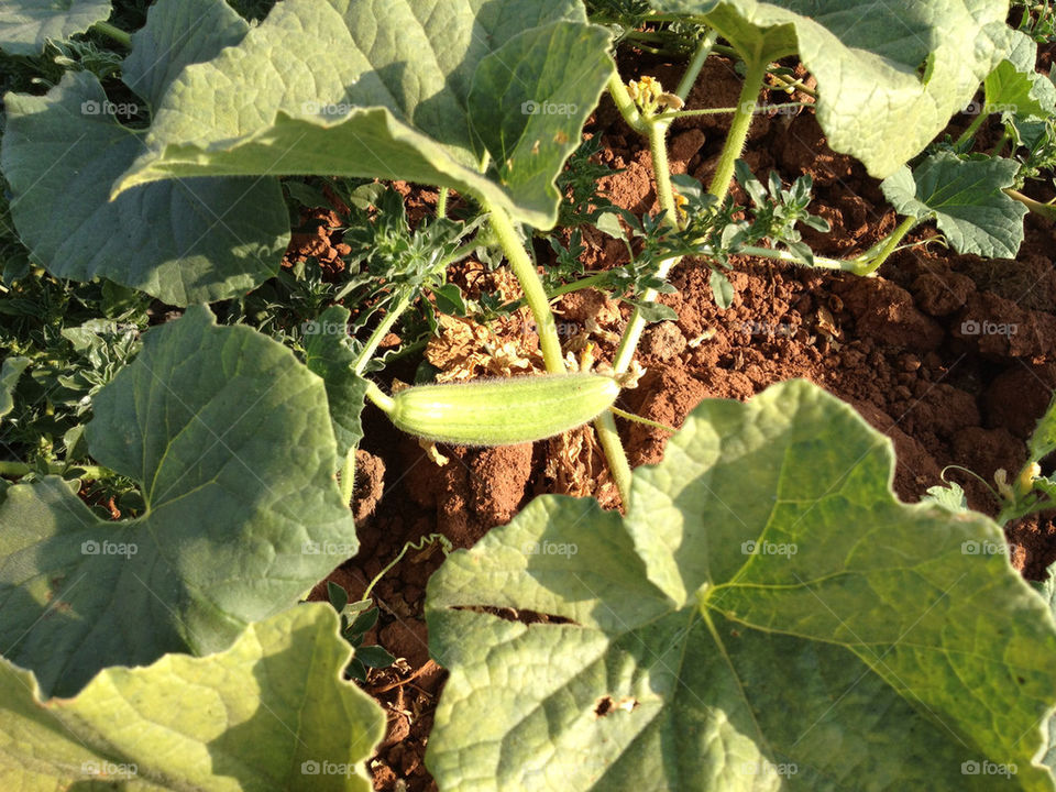 green summer cucumber rock by a.bilbaisi