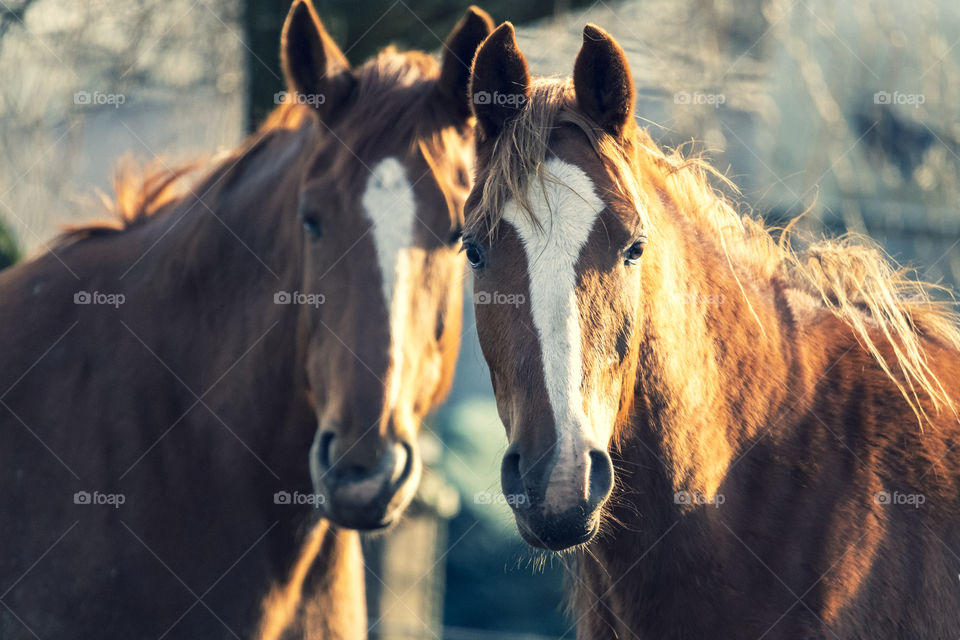 a close up portrait of two horses standing next to each other. the animals are brown with a white stripes on the top and in the middle of their heads.