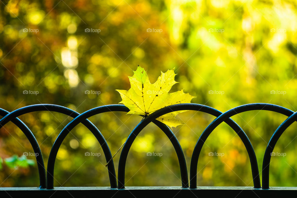 Autumn yellow leaf 