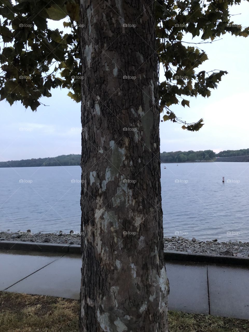 Tree with lake in the background 