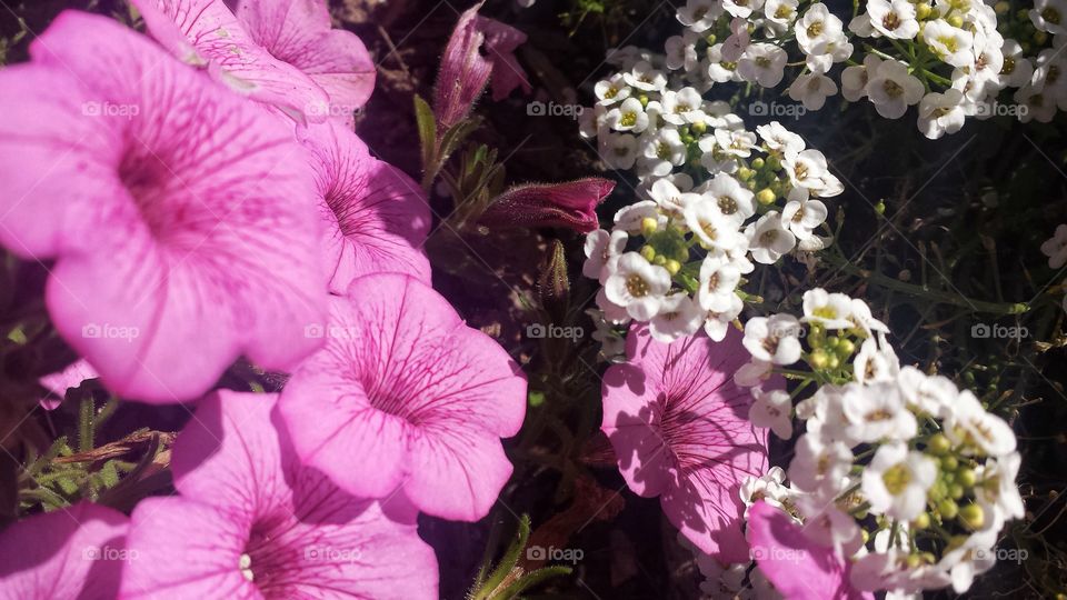 Nature. Flower Patch