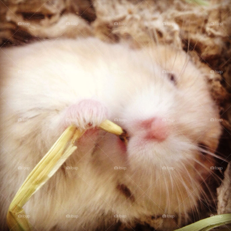 Mammal, Cute, Rodent, Rabbit, Fur