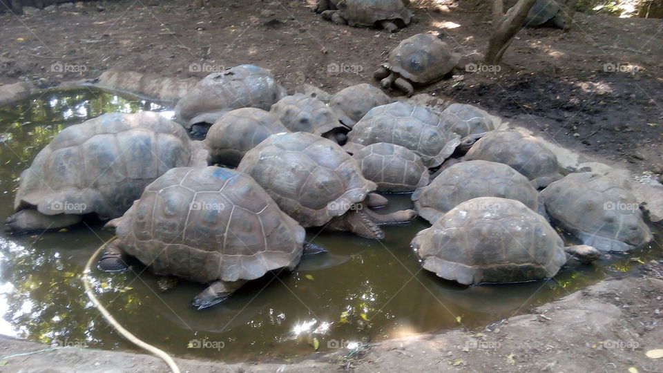 Turtle, Tortoise, Slow, Reptile, Shell