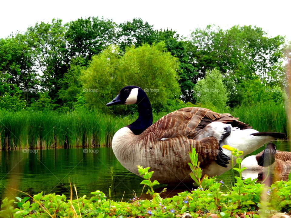 goose. Landscape and natura in the Jubilee Campus of Nottingam in UK