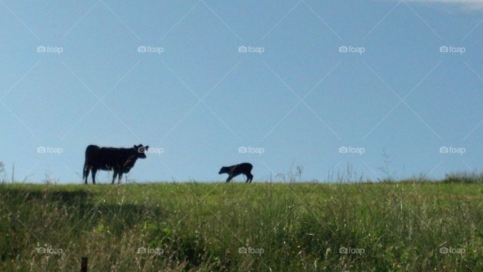 cow and newborn calf