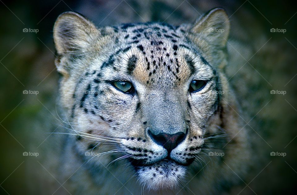 Facial portrait of a snow leopard.