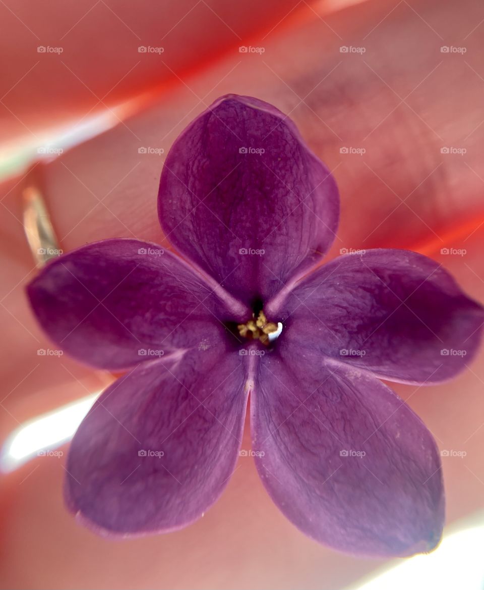 
lilac flower in the palm of hand