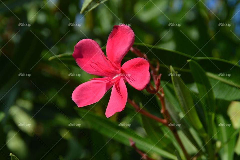 Flower