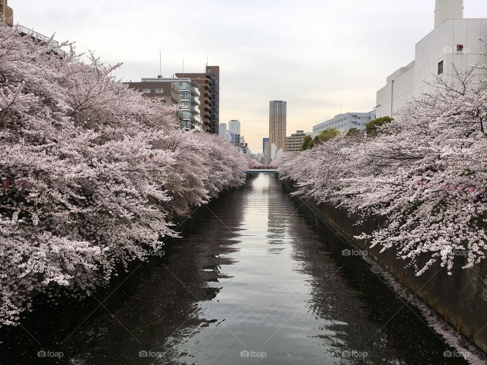 Meguro River frames by cherry blossoms. Spring 2017. 