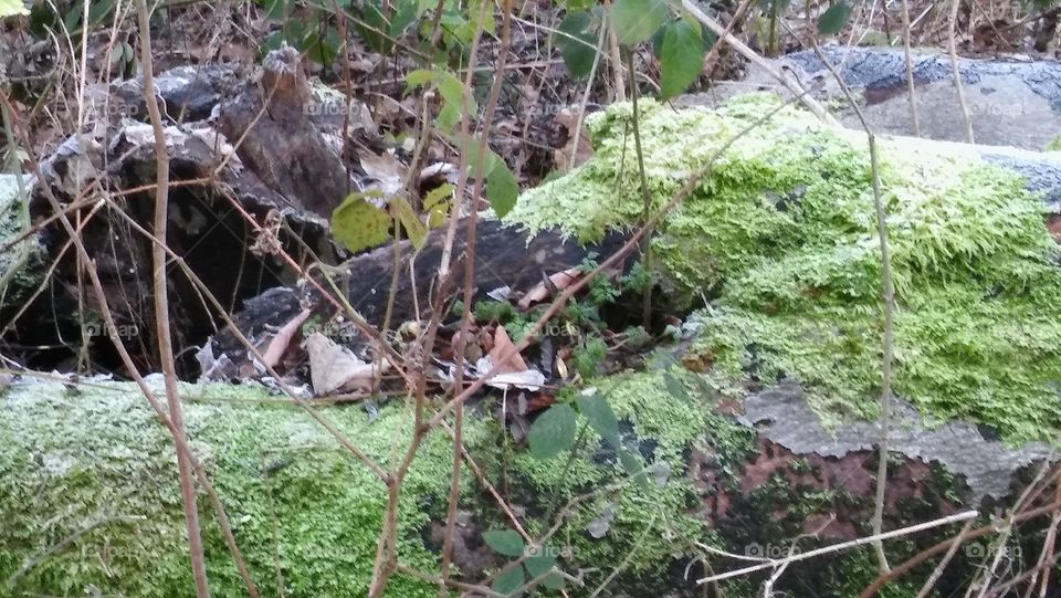 Frozen Moss On Tree Stumps