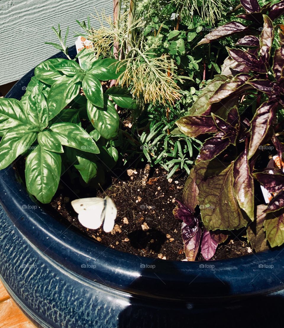 Cabbage moth and herbs