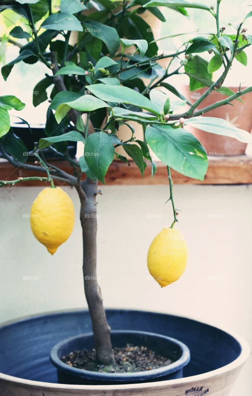 Lemon tree 