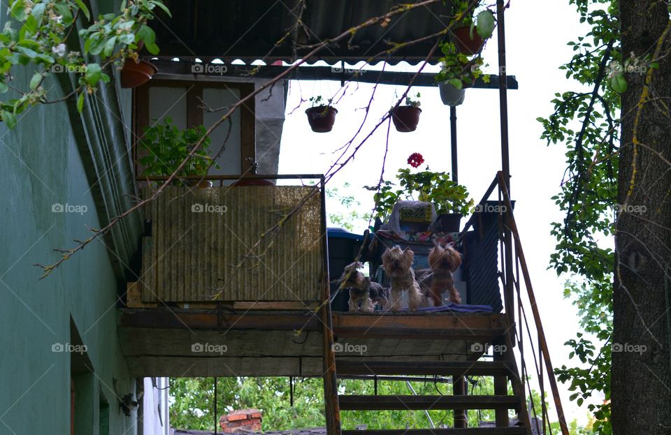 Hanging, House, Wood, People, Outdoors