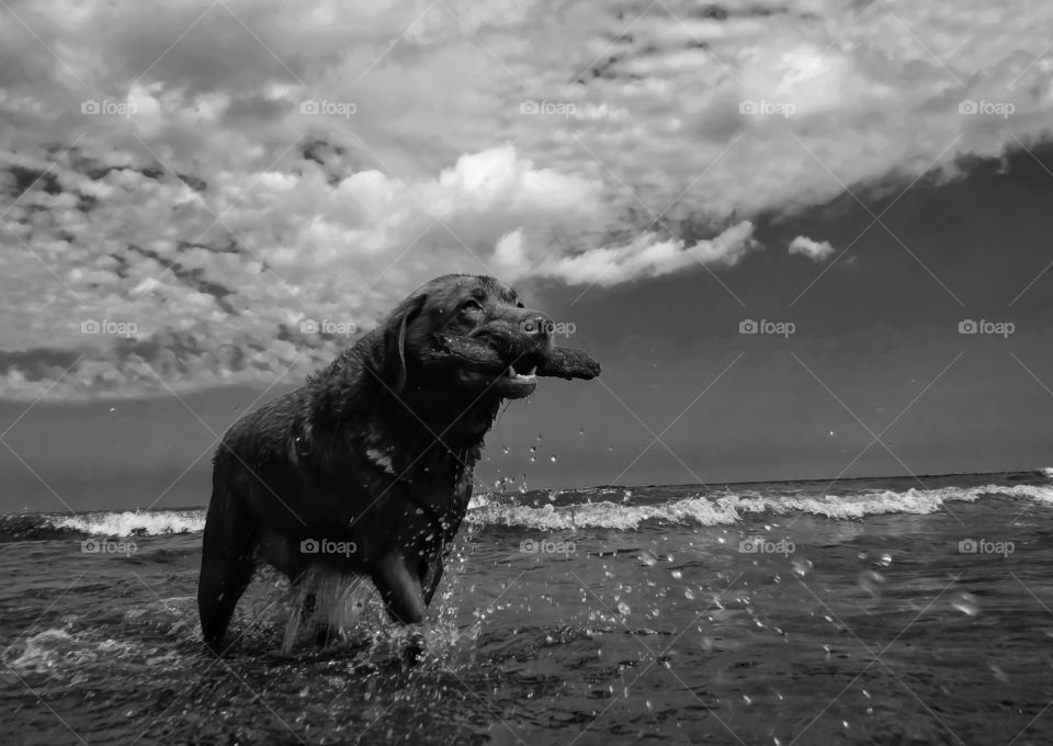 Dog carrying stick in mouth