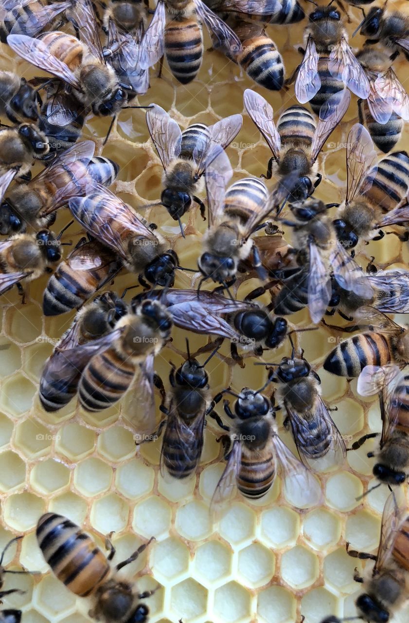 Beekeeping, grafting, queen rearing, queen, rearing, bees, honeybee, honeybees, brood, wax, comb, nectar, capped, eggs, larva, delicate, process, light, dark, frame, foundation, honey, queen, queen bee, nurse bees, foragers